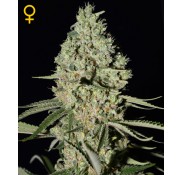 Semillas Super Critical